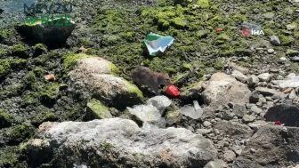 İlkadım Sahilinde Yiyecek Peşindeki Fare Gözleri Üzerine Çekti!
