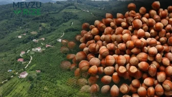 2026 Yılı Samsun Fındık Hasat Takvimi Belirlendi! Fındık Toplama Tarihleri ve İhraç Planı İlçe İlçe Açıkladı!