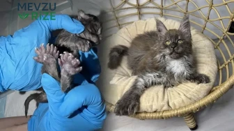 Rekorlar Kitabı'na Giriş Yapan 29 Parmaklı Kedi Olay Yaratıyor!