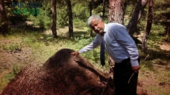 Yozgat'ta keşfedilen dev karınca yuvaları, 1 metreyi aşan boyutlarıyla dikkatleri üzerine çekiyor!