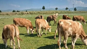 Ağrı'da Büyükbaş Hayvan Hırsızlığı! 25 Büyükbaş Kayıplara Karıştı