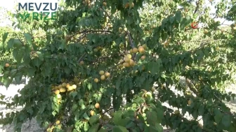 Malatya'da Kış Aşısı Tekniği ile Aynı Ağaçta Hem Kayısı Hem de Çağla Üretildi!