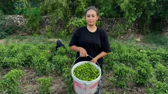 Çermik Biberinde Fiyatlar Tepeden Tırnağa Düştü: 450 Lira Olan Maliyet 60 Liraya Geriledi!