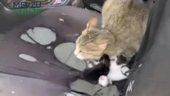 Mersin'de İlginç Bir Vaka: Açık Camda Kedi Yavruladı!
