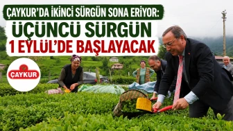 ÇAYKUR’da İkinci Sürgün Sona Eriyor: Üçüncü Sürgün 1 Eylül’de Başlayacak