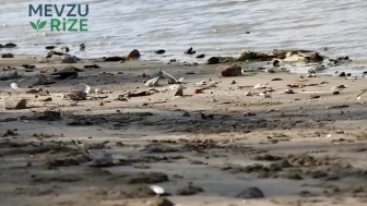 Tuna Nehri'nde Su Seviyesi Düşüşü: Santraller Faaliyetlerine Ara Vermek Zorunda Kaldı