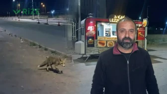Sivas Cumhuriyet Üniversitesi Kampüsü'nde Kokoreç Bağımlısı Tilki Gündem Oldu!