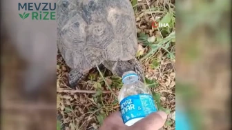 Elazığ'da Sıcak Havanın Etkisiyle Susuz Kalan Kaplumbağa, Suya Doyamadı