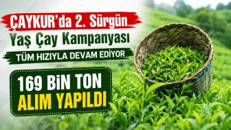 ÇAYKUR'da 2. Sürgün Yaş Çay Kampanyası Tüm Hızıyla Devam Ediyor: 169 Bin Ton Alım Yapıldı