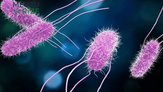 İngiltere'de Salmonella Salgınının Pençesinde: 207 Kişi Hasta, 1 Kişi Hayatını Kaybetti