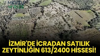 İzmir'de İcraya Çıkan Zeytinliğin 613/2400 Hissi Satışa Sunuldu!