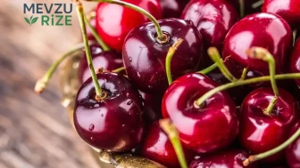 Kirazda rekolte arttı: Gözler yeniden Çin pazarında