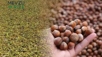 Yeşil Altın Hasadı Tarlalarda Başladı!