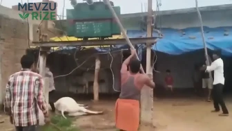 Hindistan'da ineğin ölümüne yol açan trafoya öfkeli kalabalık saldırdı