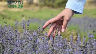 Lavanta Üretimi 1450 Metrede Yükseliyor: Doğanın Zarafeti Zirveye Çıkıyor!