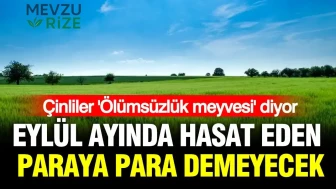 Eylül'de Hasat Edilen 'Ölümsüzlük Meyvesi', Çin'de Yükselen Ekonominin Anahtarı Olacak