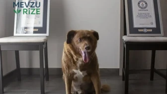 Dünyanın en yaşlı köpeği Bobi hayatını kaybetti