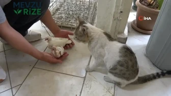 Diyarbakır'da güvercin otelinde yaşayan vejetaryen kedi Bulut