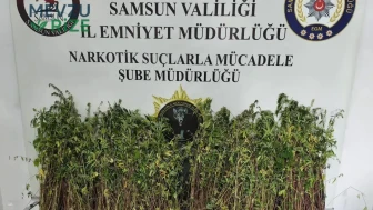 Samsun Bafra'da Uyuşturucu ile Mücadele: 1.655 Kök Kenevir Ele Geçirildi