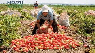 Domates Üretimi Artıyor, Çiftçilerin Borçları Rekor Düzeyde!