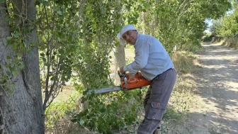 Yozgatlı Ustanın Sırrı: Kilosu 7 Bin Liraya Ulaşan 'İdeal Kavak' Üretimi!