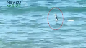 Ege'de Tatilcileri Şaşkına Çeviren Görüntü: Denizdeki Sürpriz Misafir!