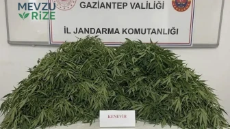 Gaziantep'te Uyuşturucu Operasyonu: 116 Kök Kenevirle 9 Şüpheli Gözaltına Alındı!