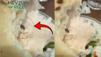 Kahvaltı için gitti, gördükleri karşısında donakaldı: Canlı canlı hareket ediyordu... Mide bulandıran anlar kamerada