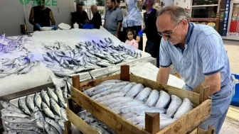 Karadeniz'de Palamut Stoku Patladı: Tezgahlar 200-250 Lira Arasında Renkleniyor!