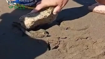 Cide'de Halk Plajı'na Sızan Yılan, Güvenli Bir Alana Kaldırıldı
