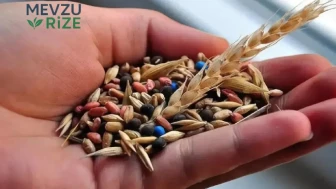 Türk Tohumları Global Pazarda Gücünü Gösteriyor: İhracat Verileri Dikkat Çekiyor!