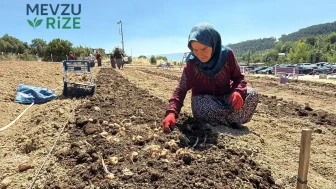 650 Bin Liralık Eşsiz Maden: UNESCO Destekli İlçede Hasat Dönemi Açıldı!