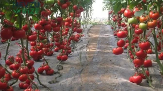 Tarımda Devrim Niteliğinde Çözüm: Fiyatları Aşağı Çekmeyi Amaçlayan Yenilikçi Strateji!