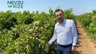 Yeni Partili Başevirgen'den Üreticilere Uyarı: Üzüm Fiyatı 150 TL'nin Altında Kalırsa Üretim Tehlikeye Girebilir!
