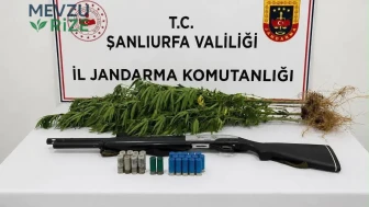 Şanlıurfa'da Yasa Dışı Kenevir Üretimine Baskın: 1 Kişi Gözaltına Alındı
