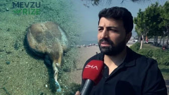 Antalya'nın Derinliklerinde: Nesli Tehlike Altındaki Balık Türleri "Para Etmiyor" Diye Terk Edildi!