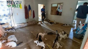 Mersin'de Korkutan Kedi İstilası: Bir Evden 100 Kedi Çıktı!