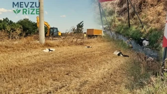 Yüksek Gerilim Hattında 30 Leylek Can Verdi!