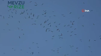 Mahalleli, göçmen kuşlara sıcak bir yuva sunuyor!