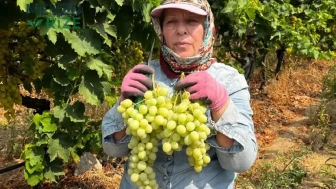 3 Bin Dekarlık Tarım Arazisine Superior Tohum Ekim Yapıldı! Ürünler Rusya ve Avrupa'ya İhraç Edilecek