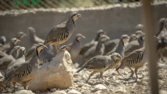 Türkiye'nin keneyle mücadele ordusu sahada: 234 bin keklik doğaya salındı