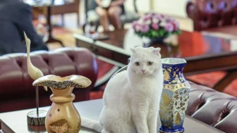 Kedi Zafer, CHP'den ayrıldı mı yoksa Yeni Parti'ye geçti mi?