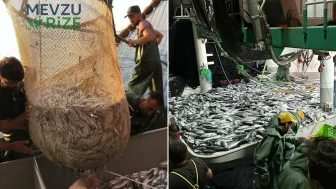 Palamut Sezonu Başlıyor: Fiyatlar 50 Liraya Düşebilir, "Denizlerin Padişahı" Olacak!
