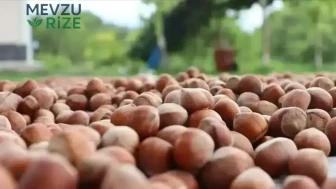 **TMO, Giresun'da Fındık Alım Sürecine Başladı: Fiyat Ne Kadar?**