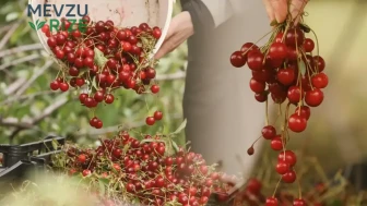 Tokat'ta Vişne Hasadı İçin Çiftçiler Yoğun Çalışmalara Daldı: Bu Yıl Yüzler Güldü!