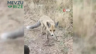 Bayburt'ta Bir Vatandaşın Tilki ile Rengarenk Dostluğu: Çerez Ziyafeti!