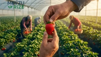 Üretim bir anda ikiye katlandı: Karadeniz'in yeni 'kırmızı altın'ı yok satıyor