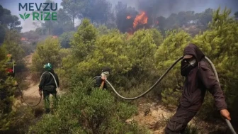 Cezayir'de Orman Yangınları Felaketi: 12 Kişi Hayatını İtirdi