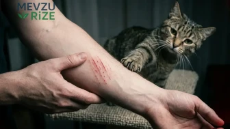 Kedi Isırığı ve Tırmalaması: Kuduz ve Enfeksiyon Tehditleri Üzerine Bilinmesi Gerekenler