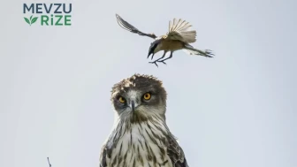 Davud'un İnanılmaz Mücadelesi: Cüceliğiyle Dev Gibi Bir Kartala Karşı!